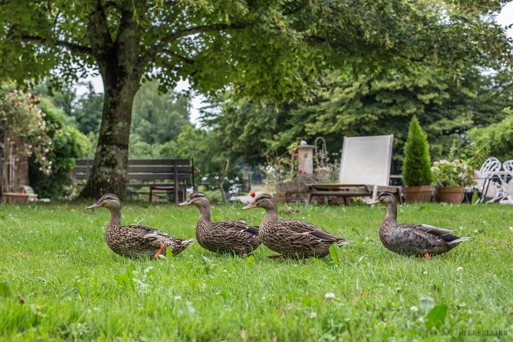 La Ferme De Marie Eugenie Bed and Breakfast Bruailles Eksteriør billede